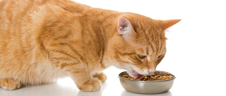 Comment nourrir votre chat : conseils d'alimentation