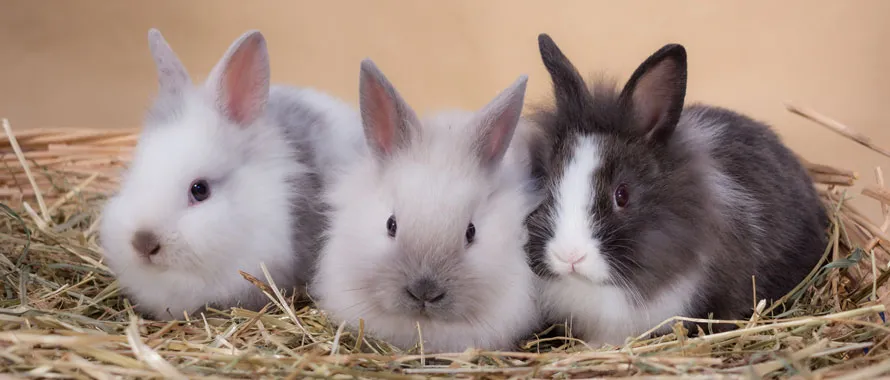 Le lapin - Tout savoir sur le lapin, les différentes espèces, les
