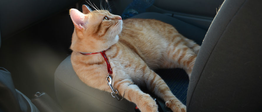 Comment transporter mon chat en voiture ? – Pour toi Mon chat