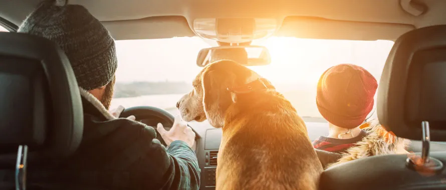 Transport d'animaux en voiture : comment voyager avec chien et chat
