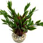 Labeo - Dracaena coloré - Plante Artificielle Aquarium image number null