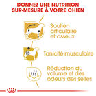 Royal Canin - Croquettes Teckel Adult - 7,5Kg image number null