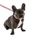 Bobby - Laisse Rio Rose M pour Chiens - 100/2cm image number null