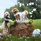 Croci - Harnais Ceremony Bride pour Chiens - M image number null