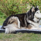 Bobby - Matelas Pliable Nature Noir pour Chiens - L image number null