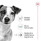 Royal Canin - Croquettes Mini Ageing 12+ pour Chien Senior - 3,5Kg image number null