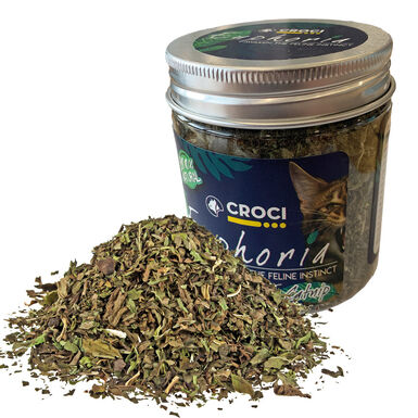 Croci - Bocal Catnip Euphoria pour Chats - 25g