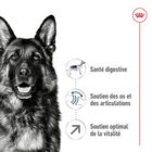 Royal Canin - Croquettes Maxi Adulte 5+ pour Chien Adulte - 15Kg image number null