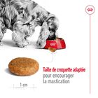 Royal Canin - Croquettes Medium Adult image number null