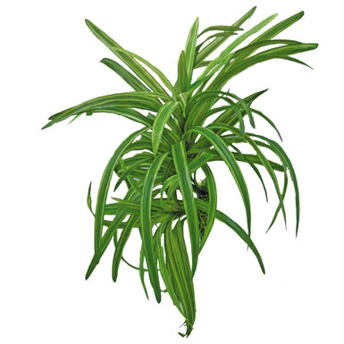 Amtra - Décoration Plante Replica Dracena - 25cm