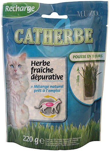 Herbe à chat - Catherbe