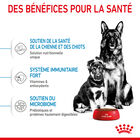 Royal Canin - Croquettes Starter Mother & Babydog Maxi - 4Kg image number null