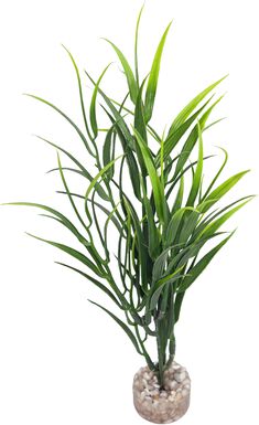 Labeo - Herbe bambou - Plante Artificielle Aquarium