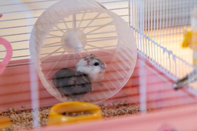 Ferplast - Cage Criceti 9 Princesse pour Hamsters