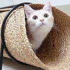 D&D - Tunnel de Jeu Reina Beige pour Chat - 80x36x25cm image number null