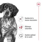 Royal Canin - Pâtée en Mousse Medium Adult M - 410g image number null