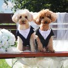 Croci - Harnais Ceremony Groom Noir pour Chiens - XS image number null